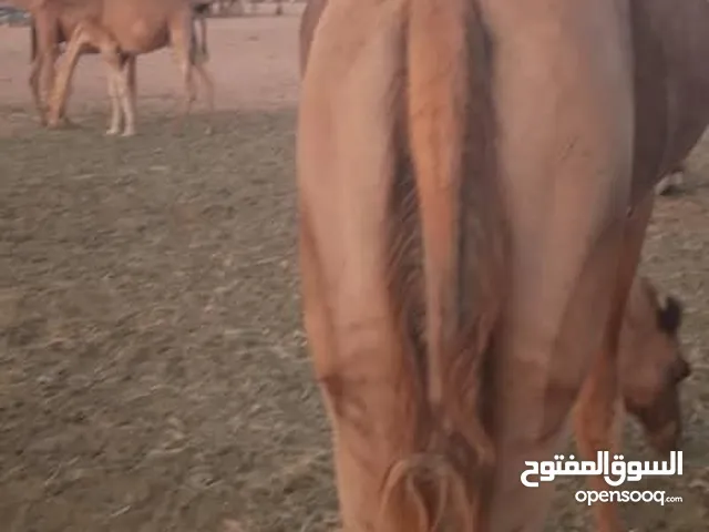 جمال للبيع