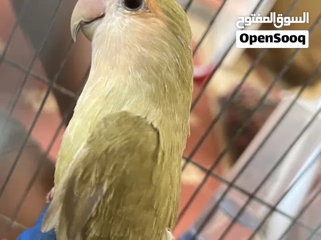 عصفور بركديلو