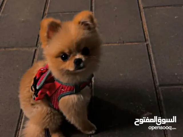 بونرينين سوبر ميني..Bonrinen Super Mini