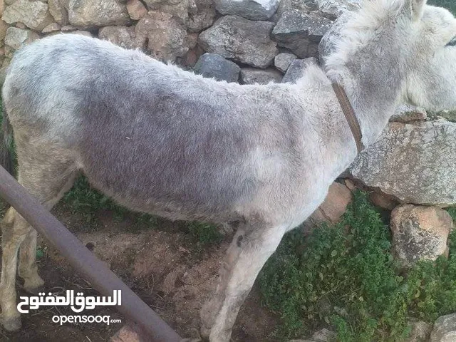 حمير للبيع