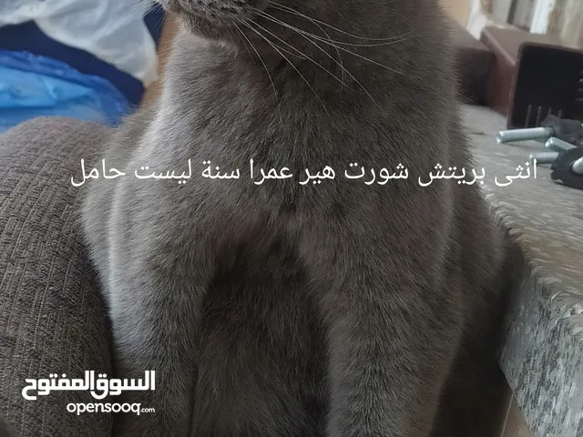قطة انثى للبيع العاجل