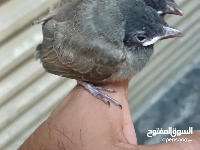 للبيع بلابيل كشميري الحجم الكبير من النوادر