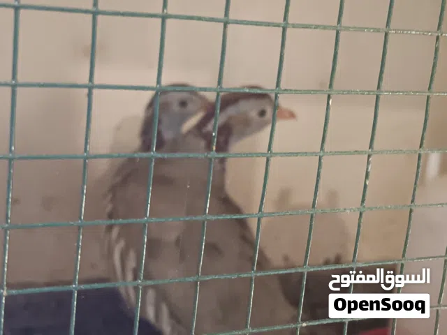 كوبية حجل ربي ايبارك