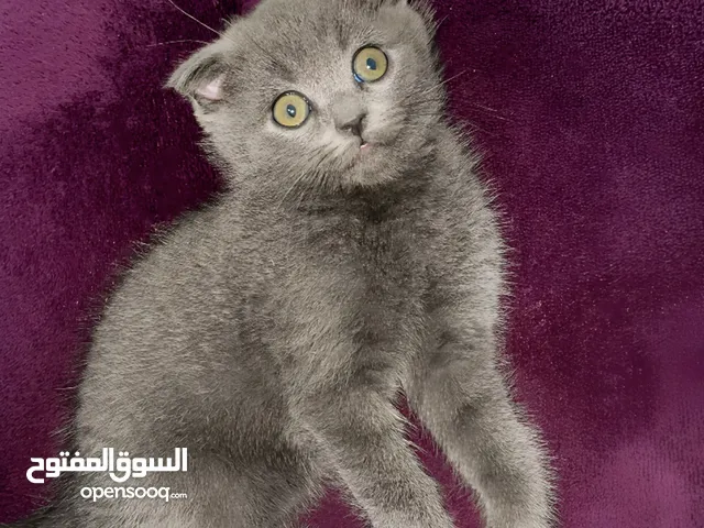 قطط للبيع سكوتش فولد متعودين على اللتر بوكس و الدراي فود الموقع عمان