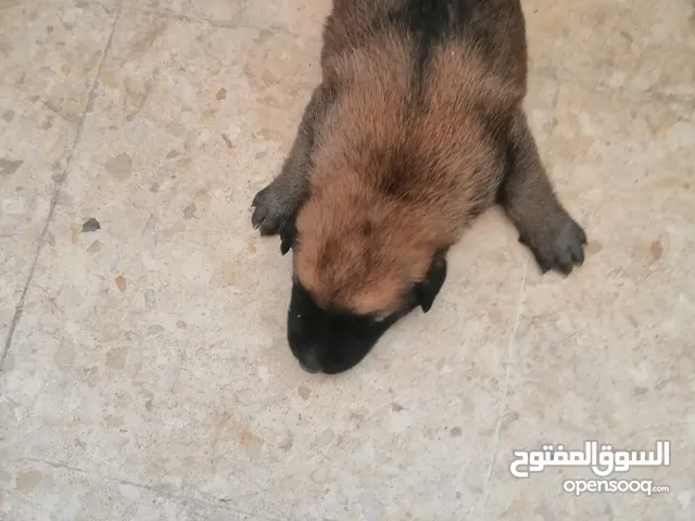 جرو بلجمالينو للبيع او بدل عمره عشر ايام