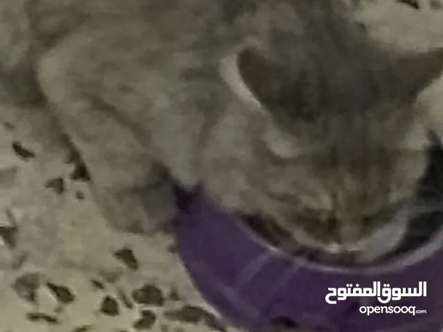 بسه شانشيلا بيور للبيع