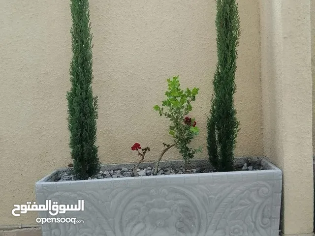 قواويرازريعه حجرصناعي