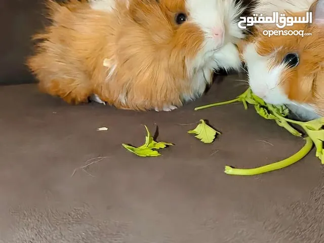 ارنب هندي . ارانب هندية . guinea pig