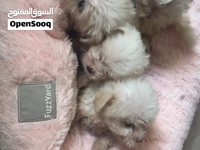 كلاب مالتيز العمر شهر ونصف حاصل ع التطعيم لعوب