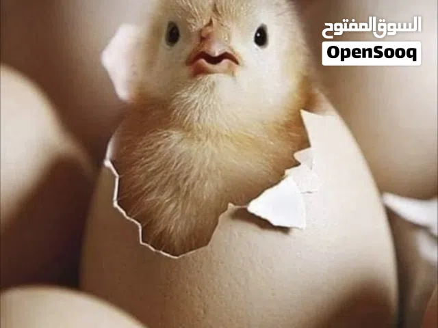 صيصان هجين عماني فرنسي