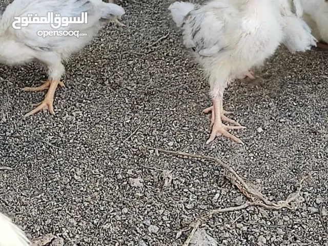 للبيع فروخ دجاج فرنسي الابيض والاحمر