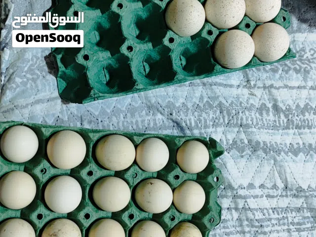 بيض فسيفس للبيع مع دجاج عرب