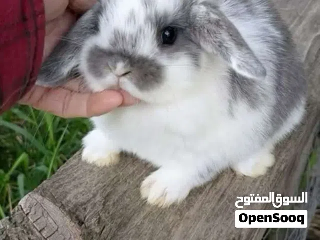 حيونات اليفه