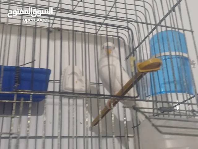 عصفور ريمبو