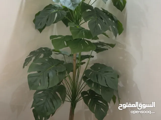 مركن شجرة يقطين جوده ممتازه طراز عصري