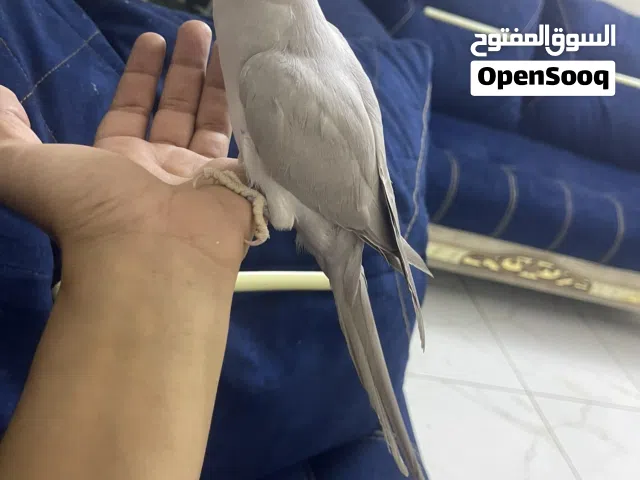 مراوس ويه كاسكو وانطي فرق