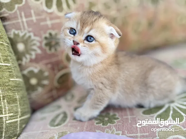 Scottish Fold cat