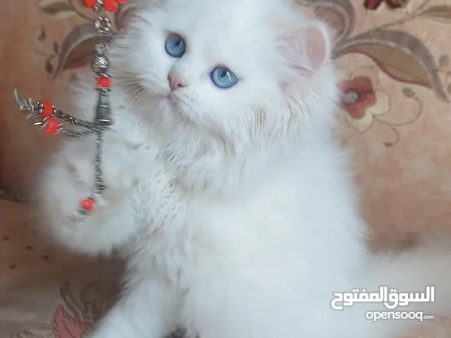 Pure British short hair and Persian long hair with blue eyes kittens very cute &friendlyand playful