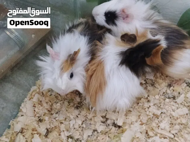 ارانب غيني بيغ شعر طويل