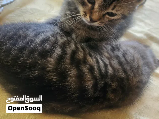 ذكر وانثى عمرهم 3 شهور نوعهم من الام سكوتش فولد