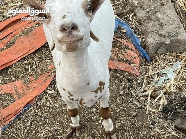 صخله قطريه الببيع 250 الف العنوان حمدان