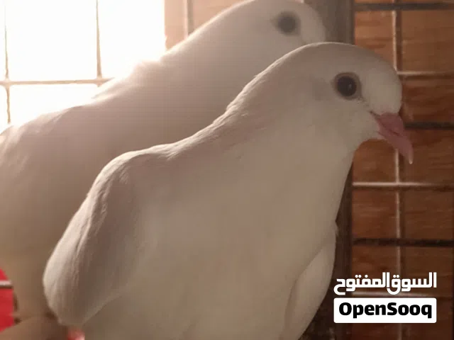 طيور للبيع ماركا شماليه