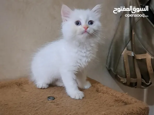 هملايا كتن