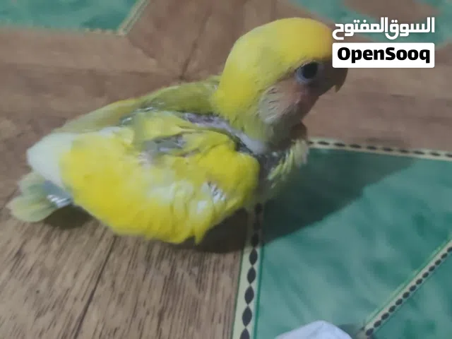 غندورة زق