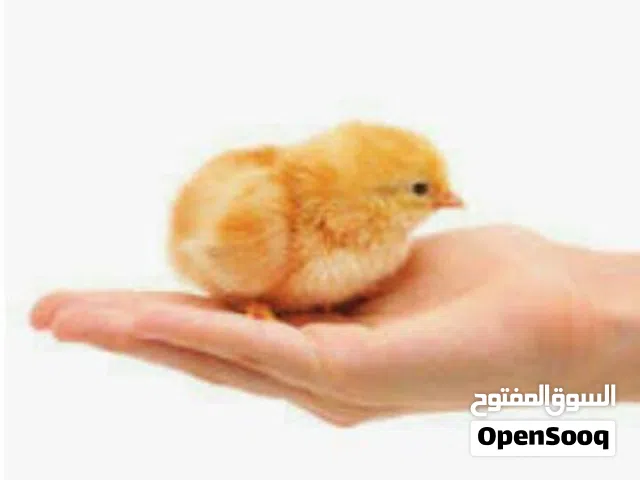 صيصان هندي اصلي كوب 430