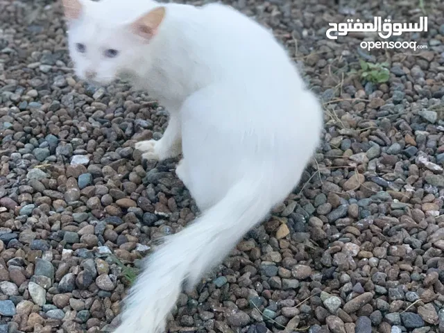 قطط شيرازي آليف