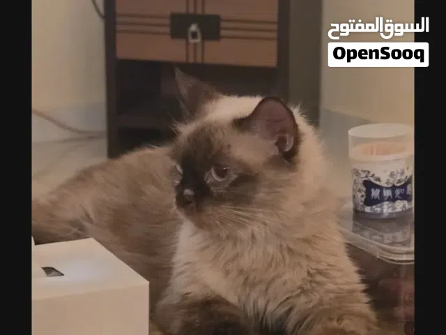 Himalayan cat for sale