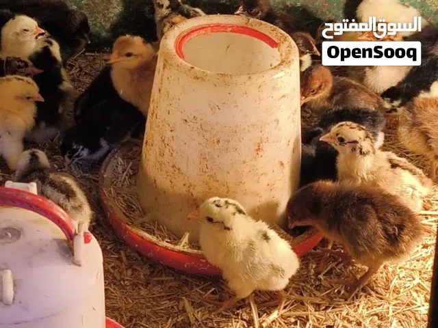 كتاكيت عرب العمر 4 ايام سعر التك 1000 العدد 50 تك ينباعن جمله منطي التهاب صره فقط المرسله واتساب