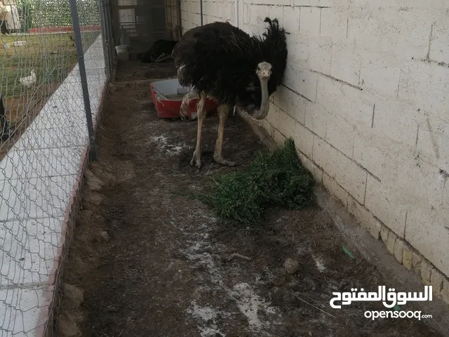 زوج نعام أفريقي اصبعين للبيع