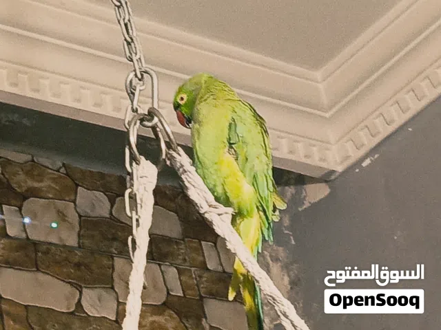 ببغاء درة هندي جامبو اليف