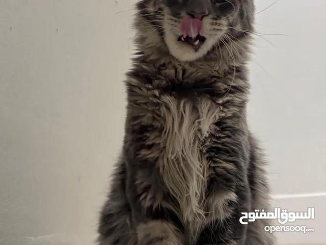 قطط بنغال وماين كون للبيع