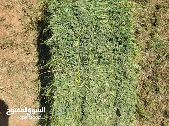 برسيم بالات ناشف يوجد خدمه توصيل