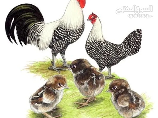 كتاكيت الفيوم المصري بالوانها المميزه الحق ما تلحق على الزين إقرء الوصف بدقه،4 الوان متوفره وسلالة