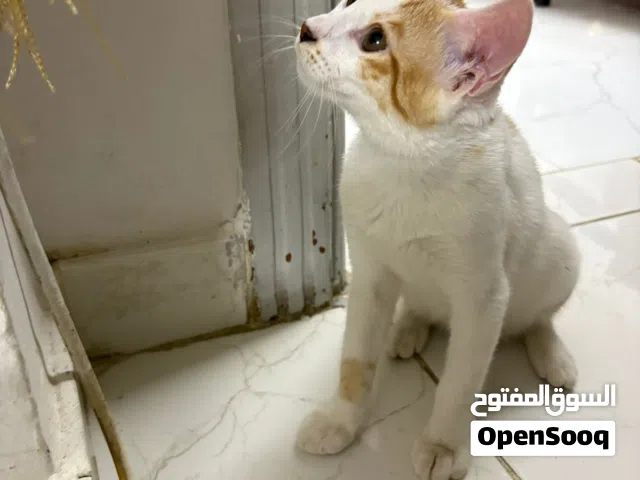 free adoption for male and female kitten