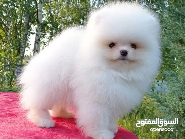 pure white Pomeranian puppy