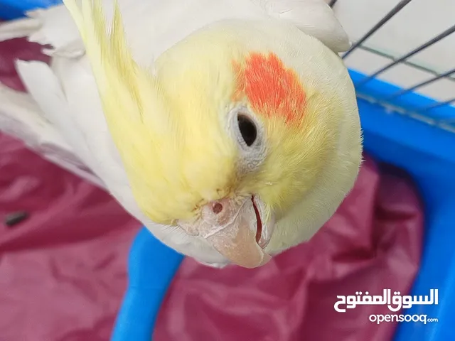 جوز كوكتيل صفر
