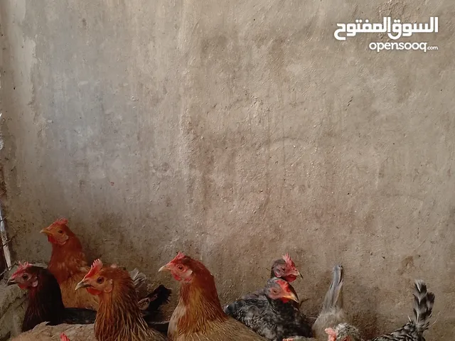 دجاج بلدي دجاج بلدي مرتب