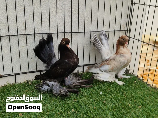 ربي يبارك ماشاء الله احضان روسي