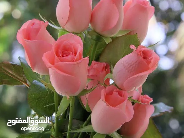 Residential Land for Sale in Amman Al Bnayyat