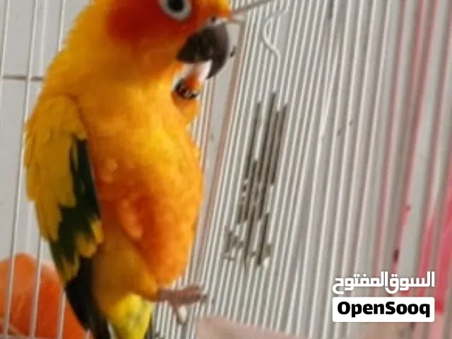 صن كنيور شمسي
