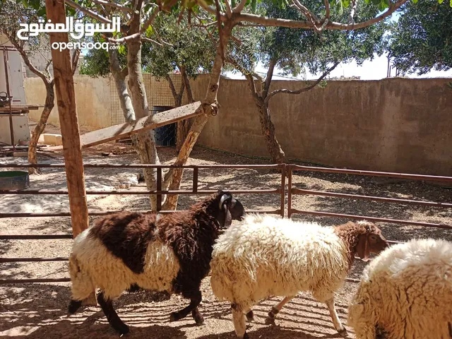 ثلاث خرفان للبيع