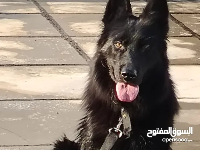 ذكر جيرمان خط اول اليف وبي اوامر