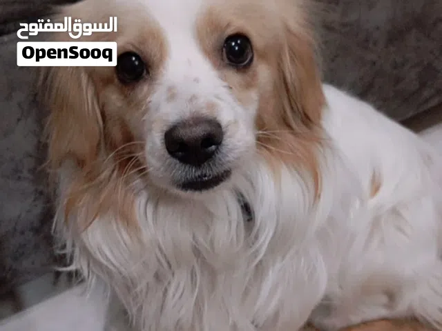 كلب جريفون المانى