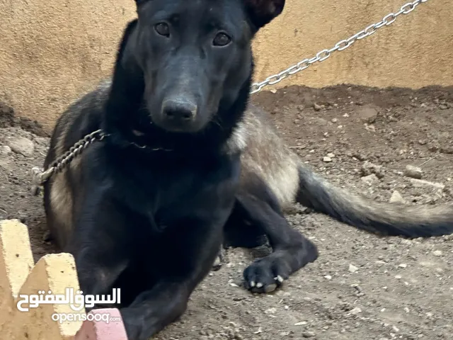 مالينو فحل +نثيه
