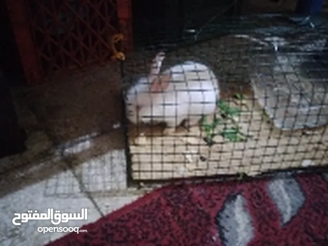 للبيع ارنب حجم وسط