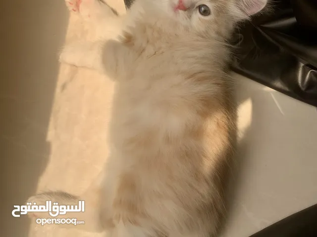 كيتنز عمر 8 اسابيع مكس مرحين جدا ونظيفين للتبني